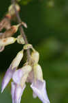 Hog Peanut